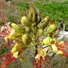 Caesalpinia