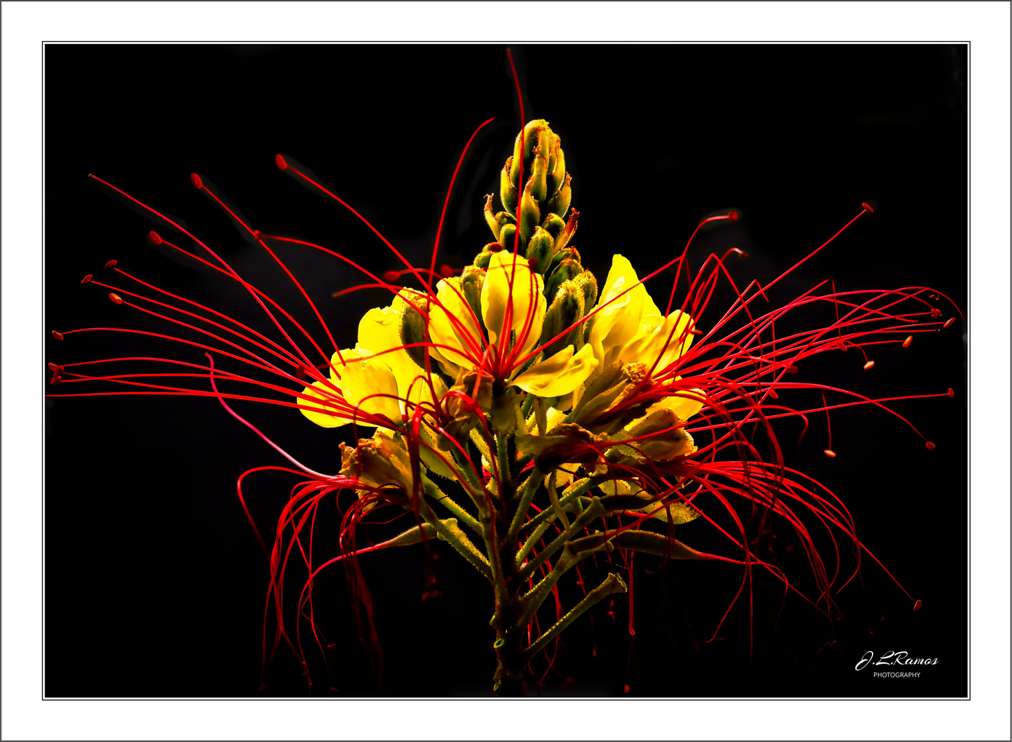 CAESALPINIA GILLIESII 