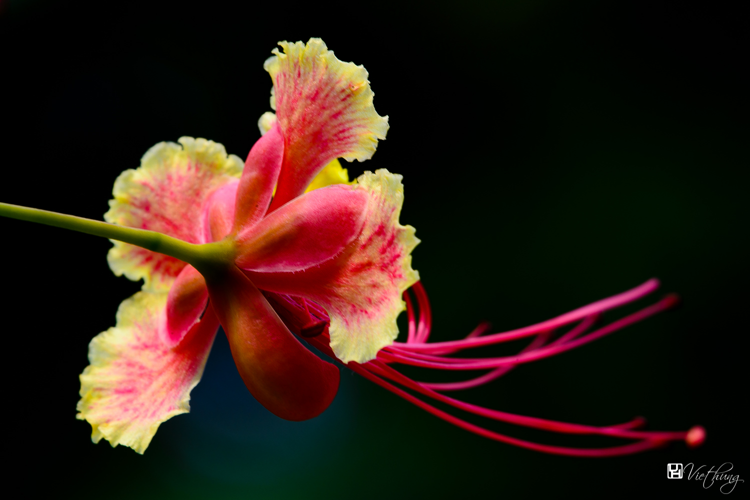 Caesalpinia pulcherrima