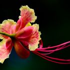 Caesalpinia pulcherrima