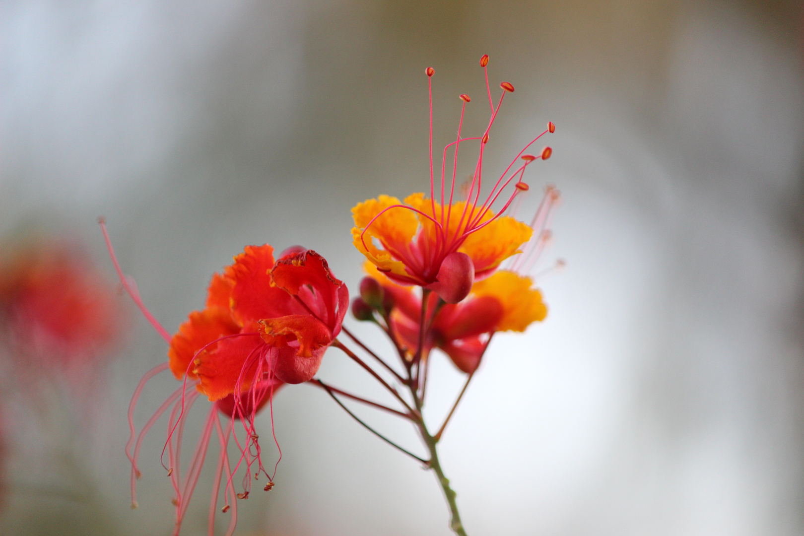 Caesalpinia pulcherrima