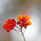 Caesalpinia pulcherrima