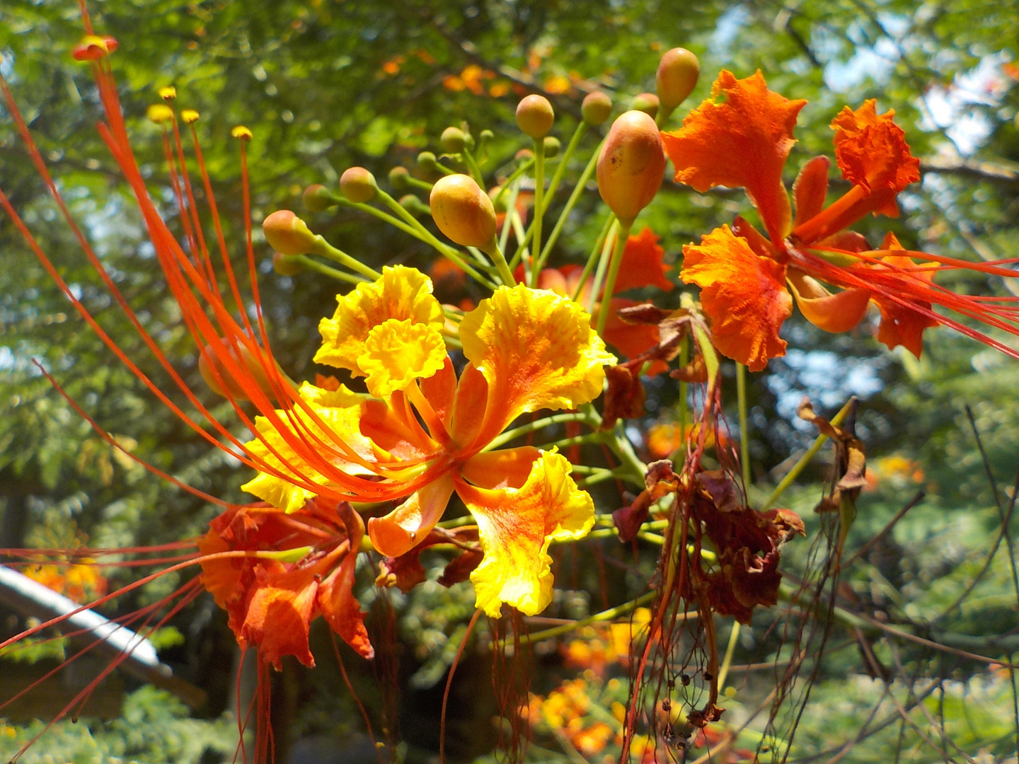 Caesalpinia pulcherrima