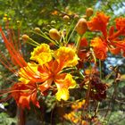 Caesalpinia pulcherrima