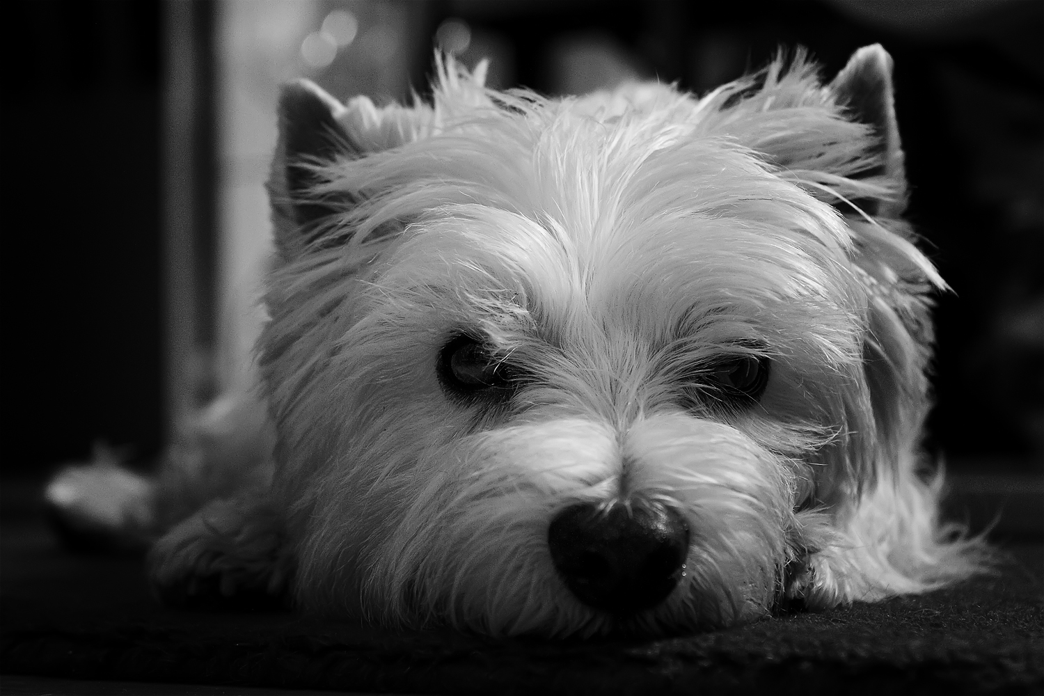 Casar Foto Bild Hunde Hund Natur Bilder Auf Fotocommunity