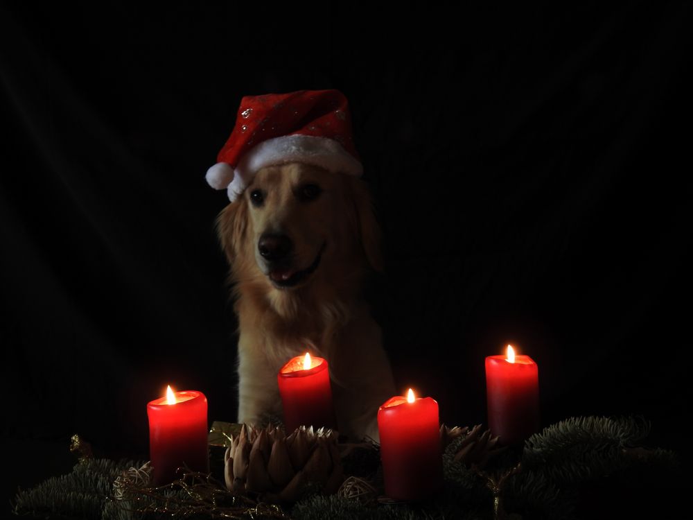 Cäsar Weihnachten Foto & Bild haustierhundweihnachten Bilder auf