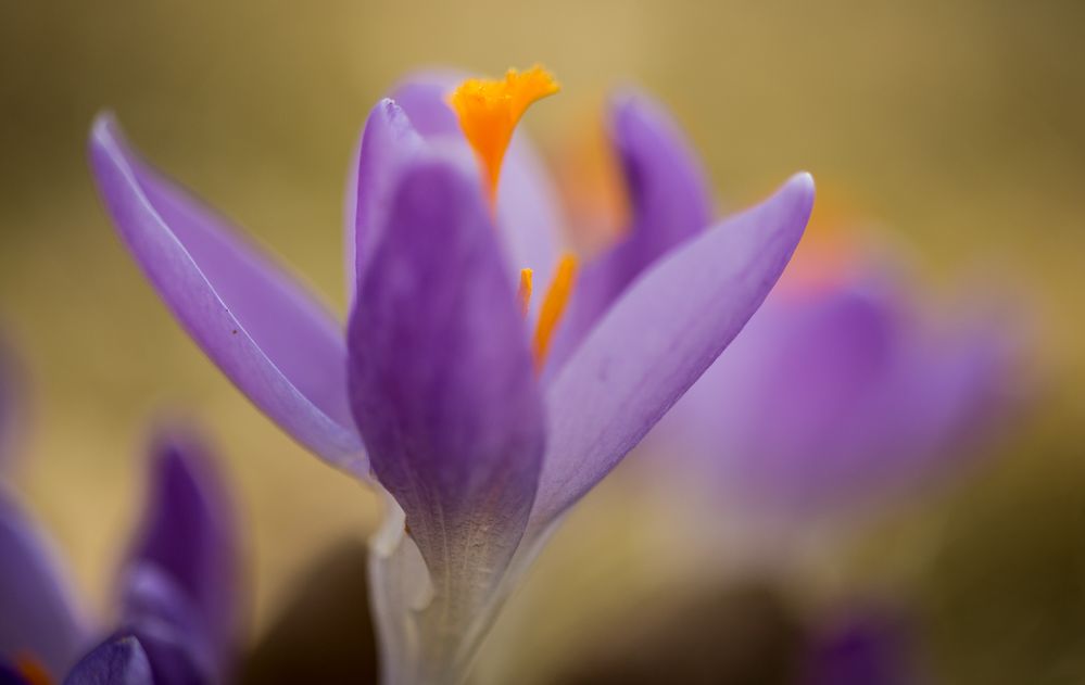 Krokus von SProjer