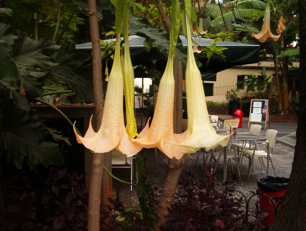 Cafe central in Funchal