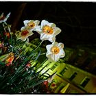 Cafe Überlingen...Weil Blumen fotografiere ich nicht...