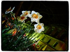 Cafe Überlingen...Weil Blumen fotografiere ich nicht...