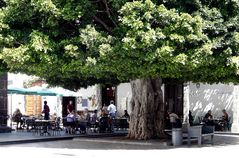 Cafe unterm Lorbeerbaum