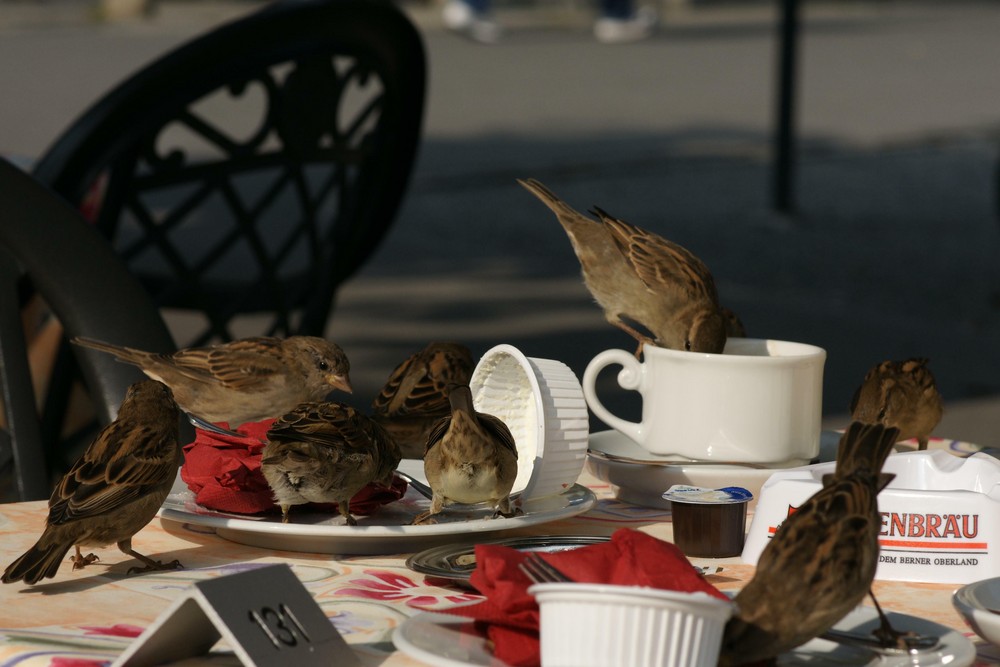 Cafekränzchen der Spatzen