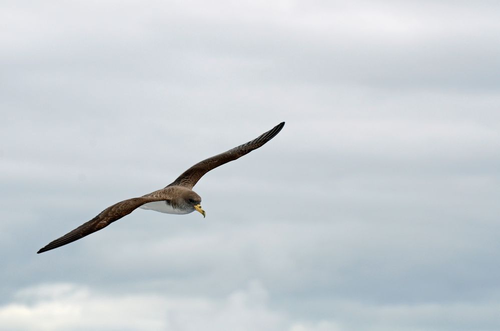 Cagarro Foto & Bild | tiere, wildlife, wild lebende vögel Bilder auf