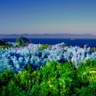 Cagliari - Dal faro di Calamosca