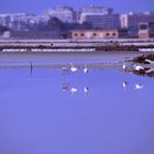 Cagliari Saline 3