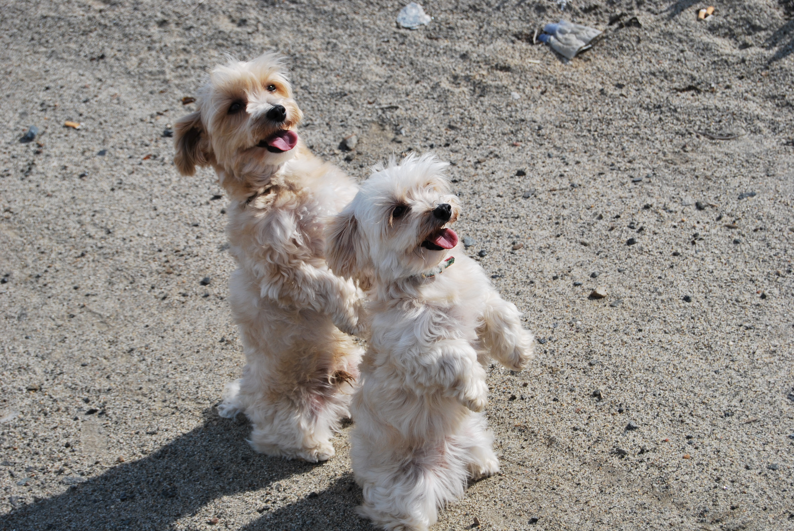 Cagnolini