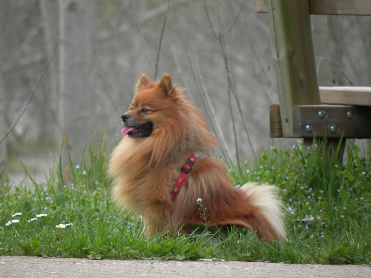 cagnolino