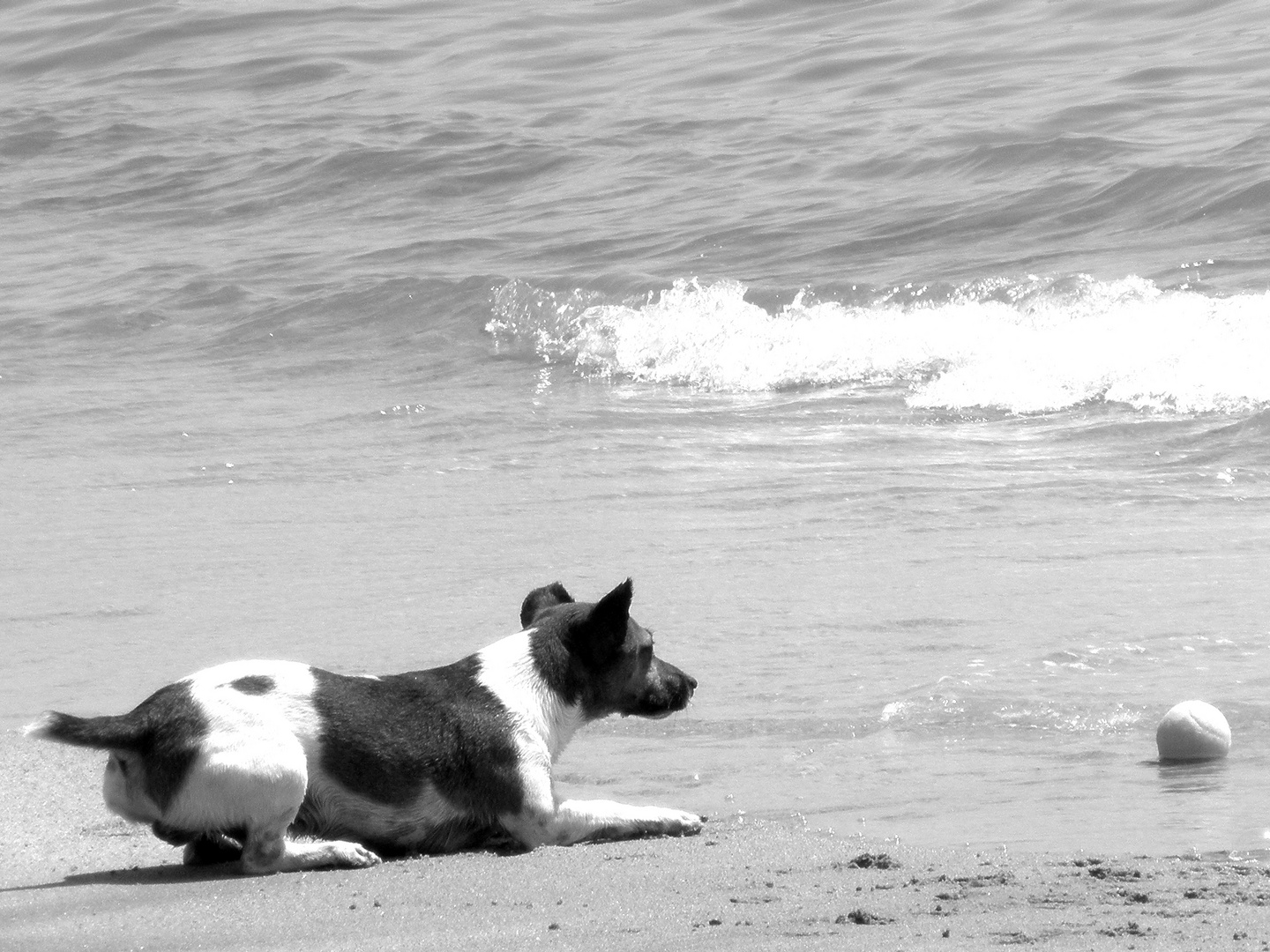 Cagnolino che giocava sulla spiaggia