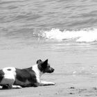 Cagnolino che giocava sulla spiaggia