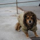 cagnolino sul molo della Certosa (Venezia)