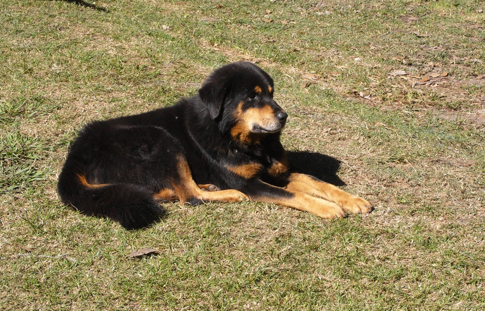 cagnolone tibetano