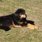 cagnolone tibetano