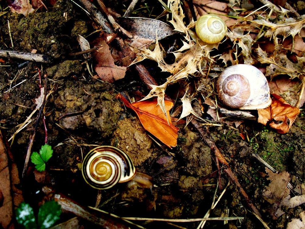 Cagouilles à sec