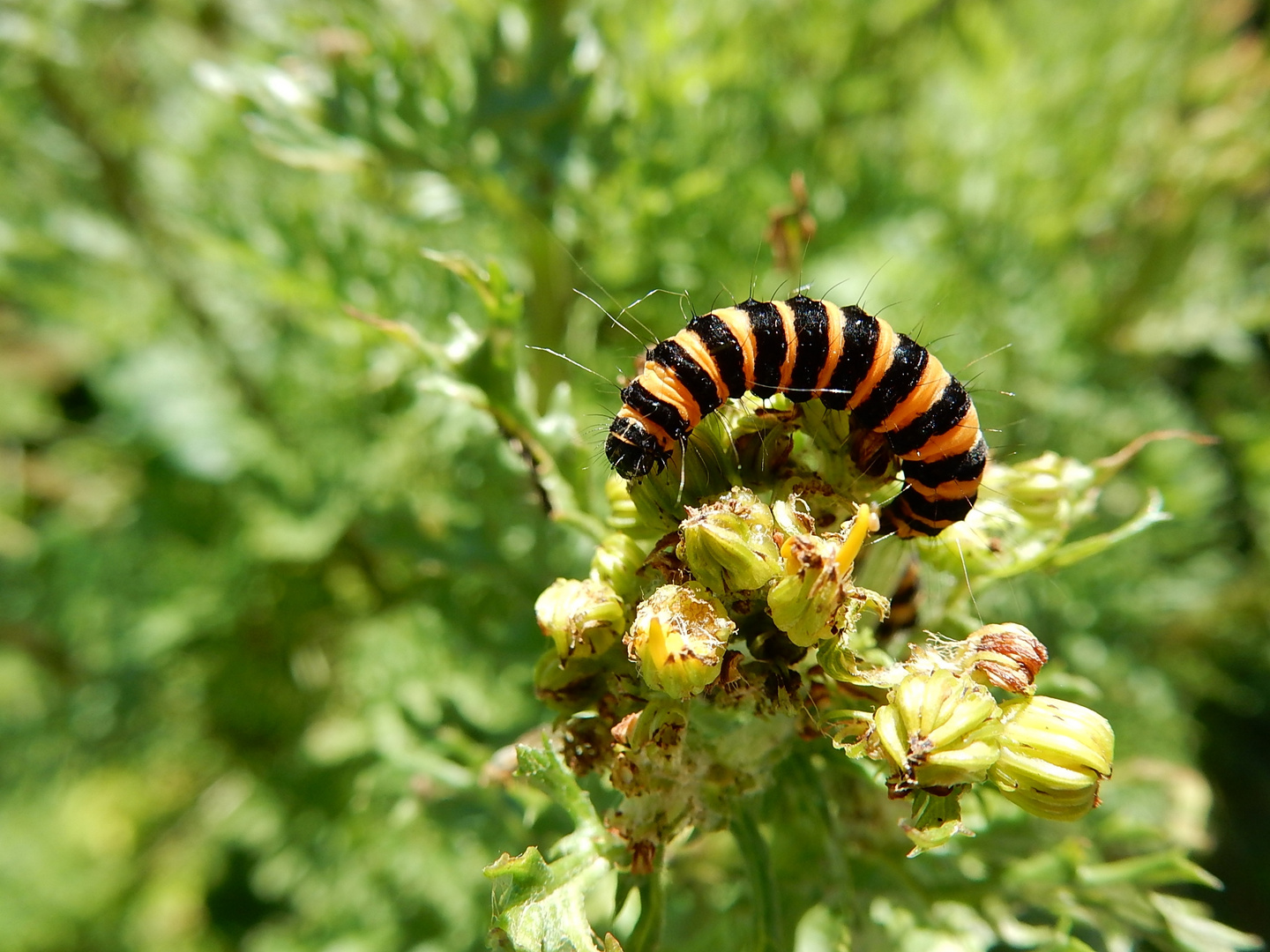 Écaille du séneçon (Tyria jacobaeae). 