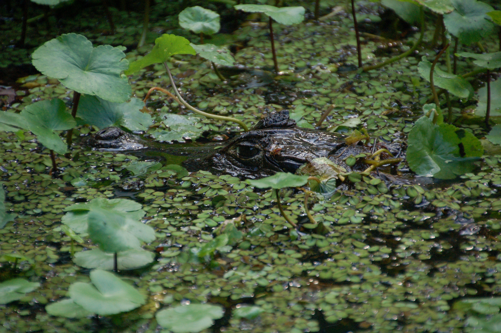 caiman