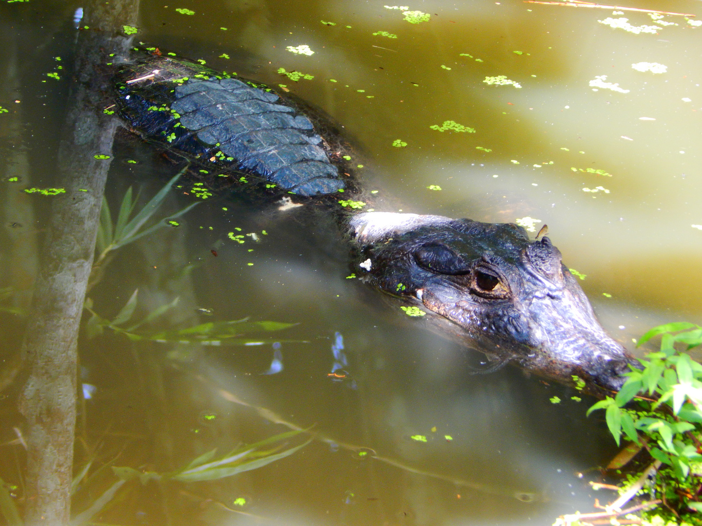 Caiman