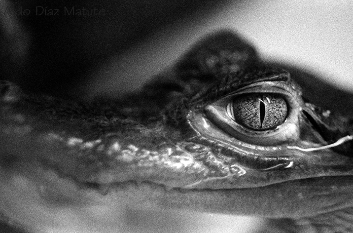 Caiman blanco y negro