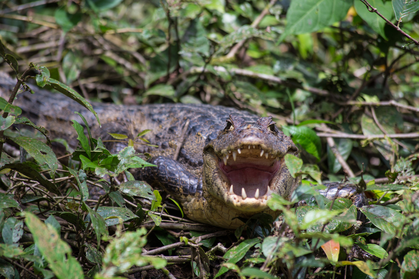 caiman crocodilus