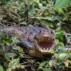 caiman crocodilus