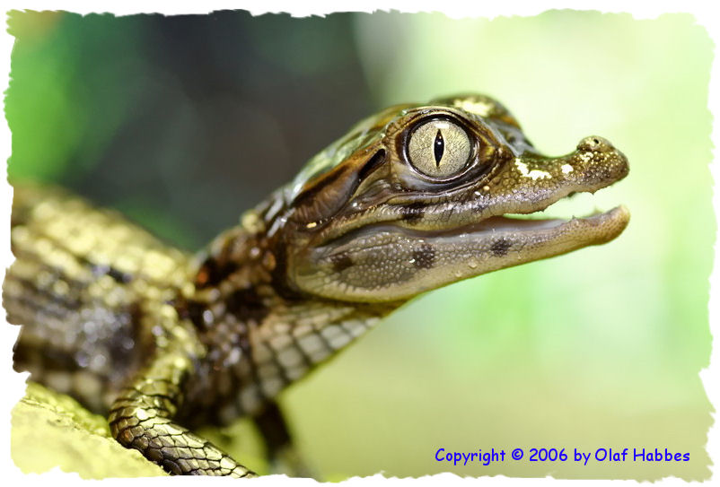 Caiman crocodilus yacara