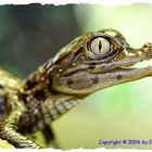 Caiman crocodilus yacara