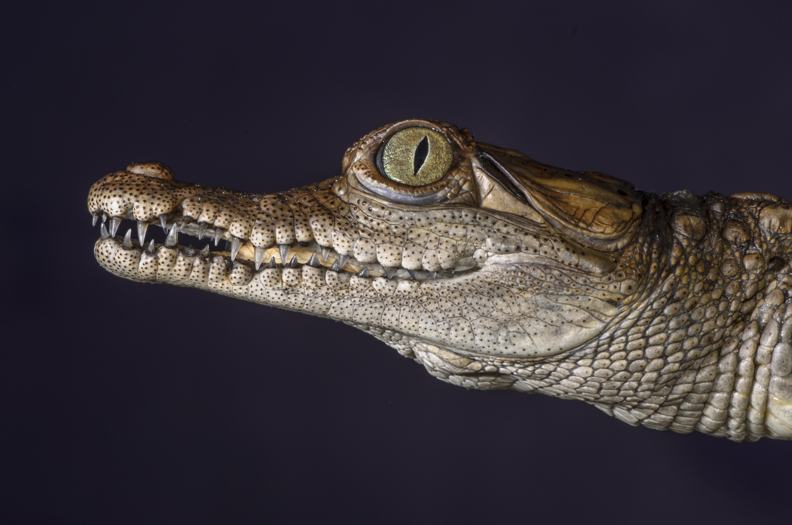 CAIMAN DE LA COSTA - Crocodylus acutus