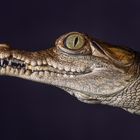 CAIMAN DE LA COSTA - Crocodylus acutus