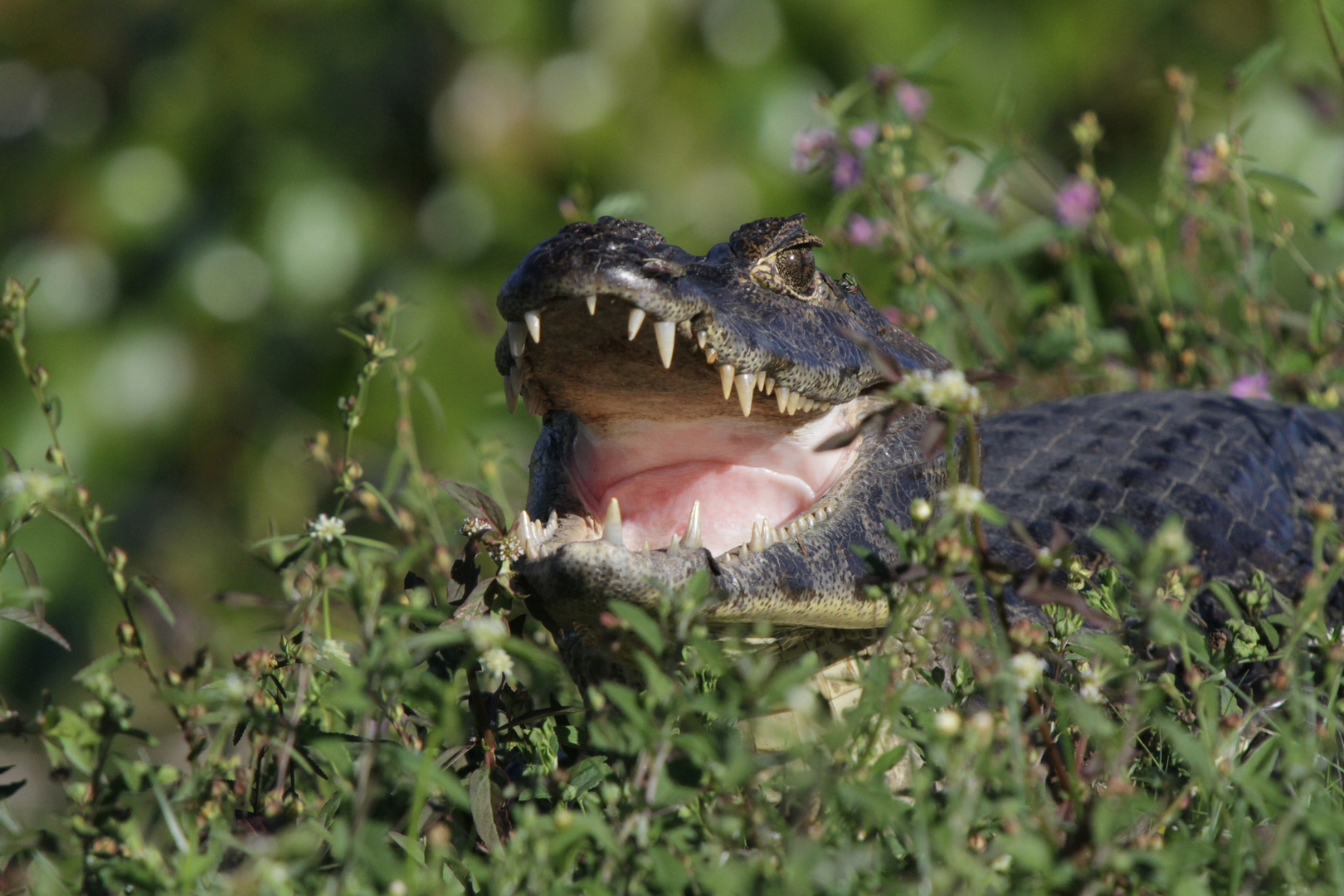 Caiman im Grünen