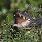 Caiman im Grünen