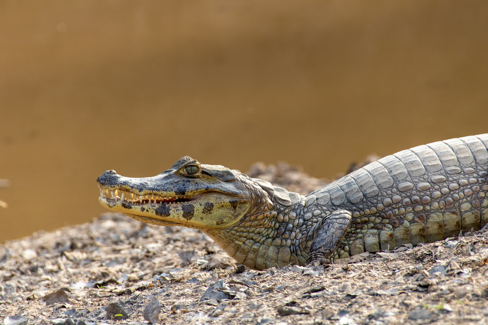 Caiman in Bolivien