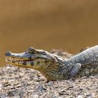 Caiman in Bolivien