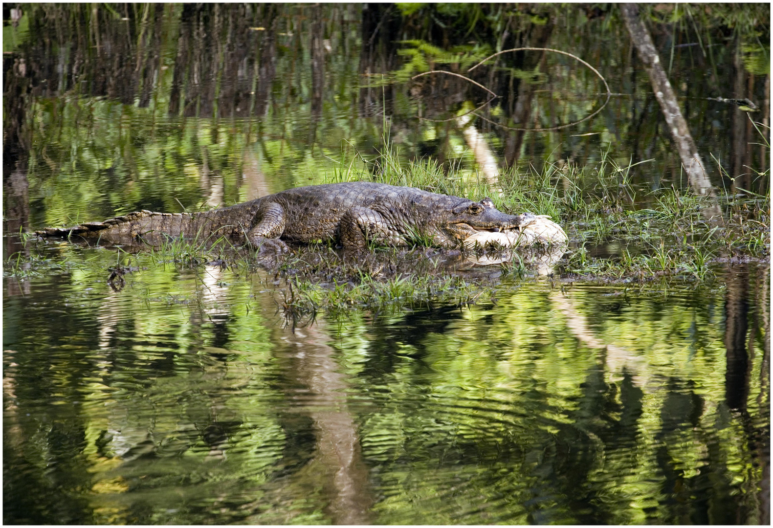 Caiman mit im Indiodorf gefangenem Huhn