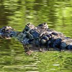 caiman rio araguaia brasil