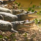 Caimanes tomando sol