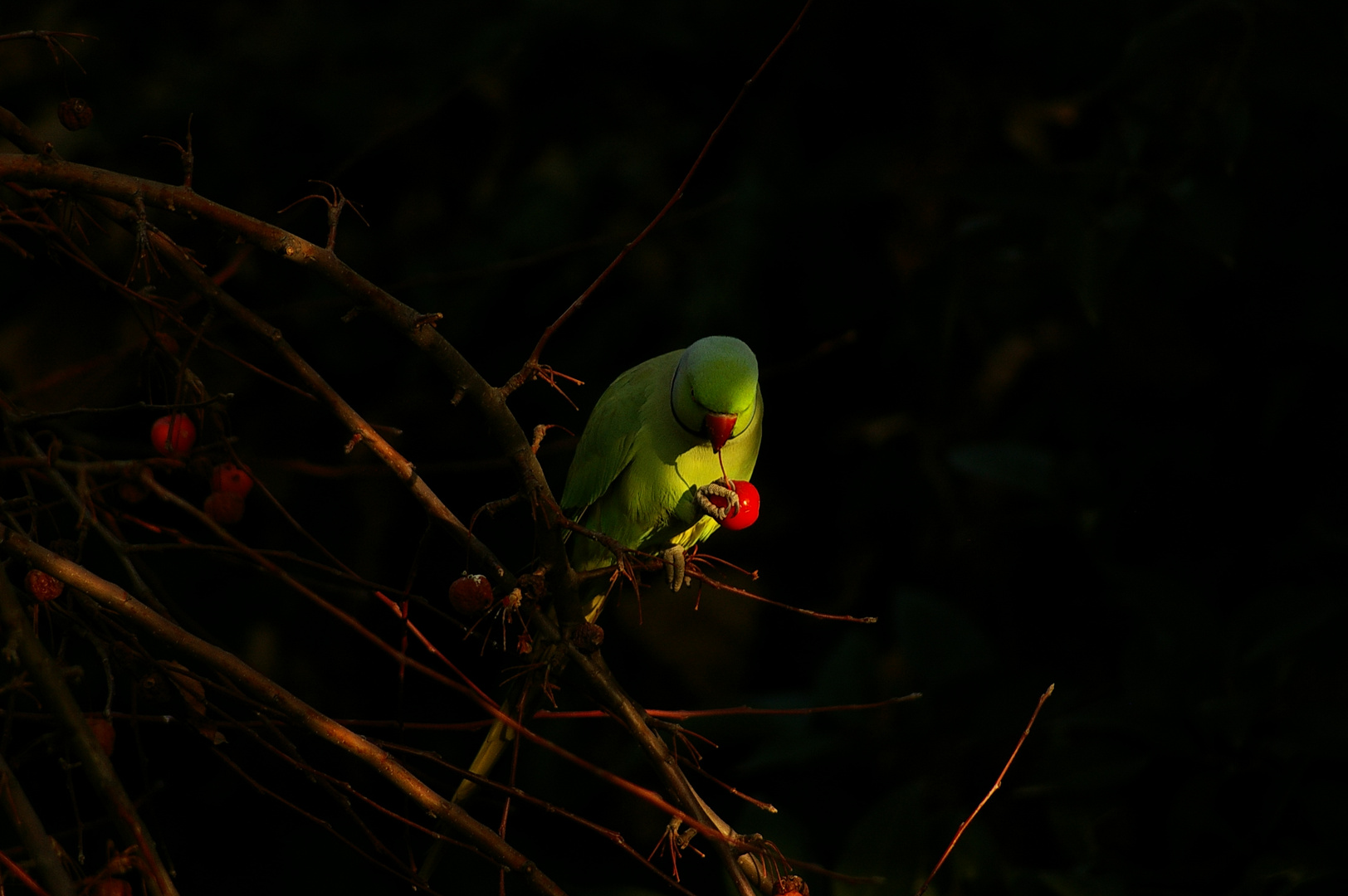 Caipiriña