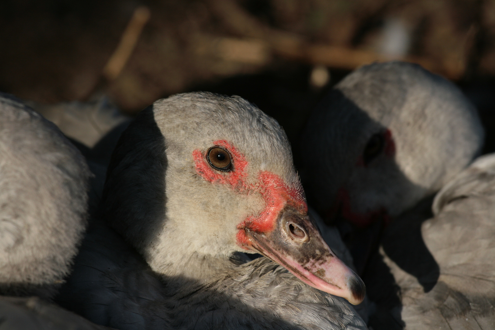 Cairina Moschata - Ente