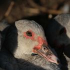 Cairina Moschata - Ente