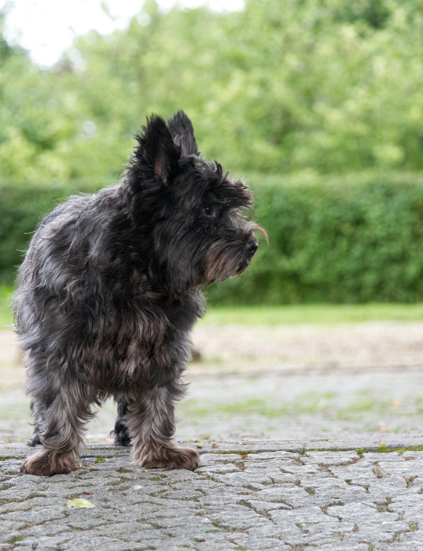 Cairland Terrier