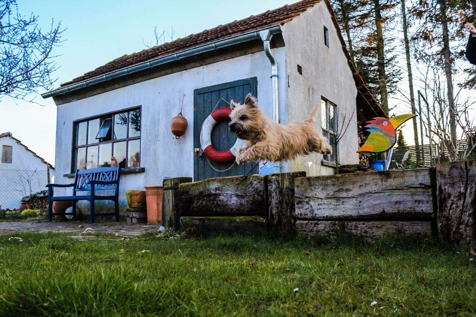 Cairn-Terrier