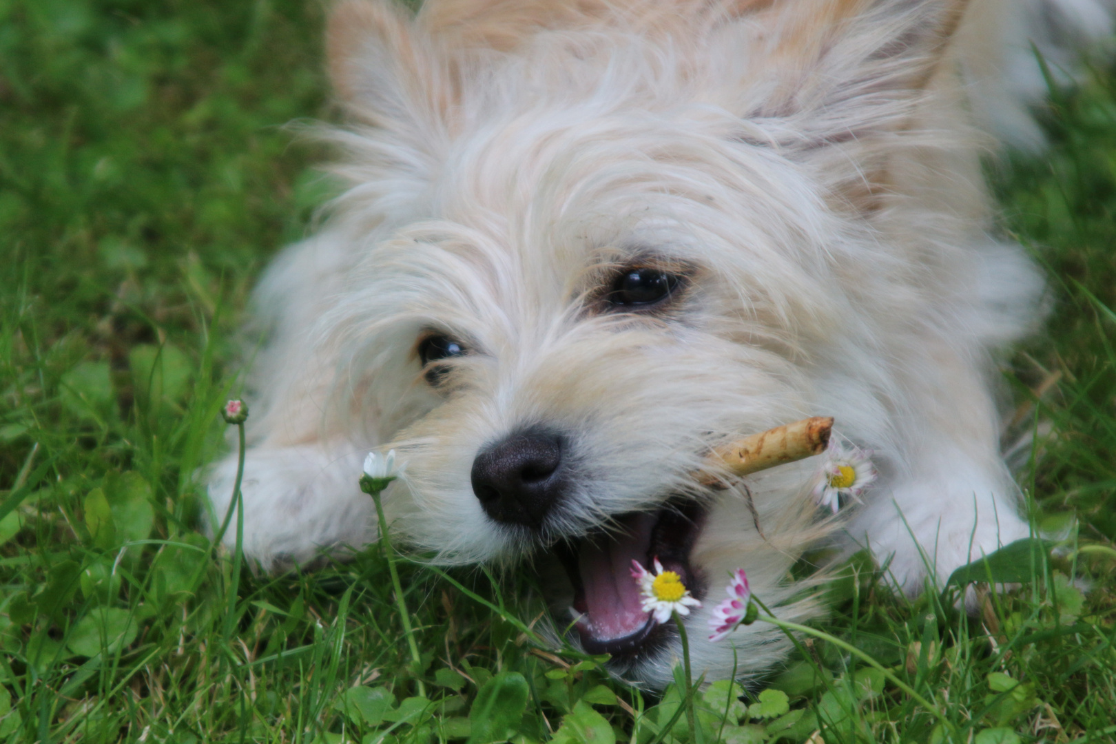 CAIRN TERRIER 2